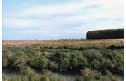 TRACT 4 - LAND AUCTION - 180+/- ACRES OFFERED IN 5 TRACTS IN WHITE COUNTY, INDIANA